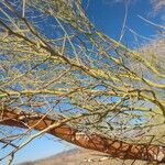 Parkinsonia aculeata Kůra