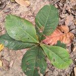 Ardisia elliptica Levél