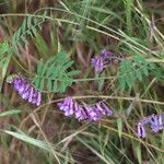 Vicia eriocarpa Natur