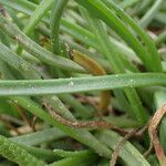 Plantago crassifolia Hoja