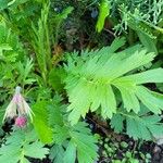 Geum triflorum Fuelha