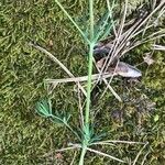 Galium glaucum Feuille