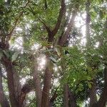 Pterocarpus macrocarpus Hábito