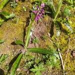 Orchis mascula Fiore