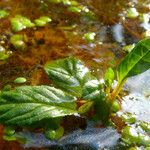 Ludwigia palustris Leaf
