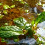 Ludwigia palustris Лист