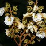 Schnella guianensis Flor
