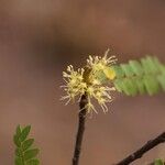 Haplocoelum foliolosum Flower