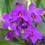 Spathoglottis unguiculata Flower