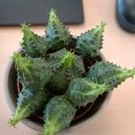 Euphorbia pseudoglobosa List