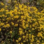 Lasthenia californica Flor