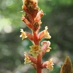 Orobanche sp.Flors