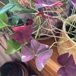 Oxalis triangularisBloem