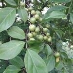 Casearia decandra Fruto