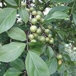 Casearia decandra Fruit