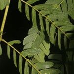 Abarema macradenia Levél