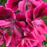 Pelargonium grandiflorum Fleur