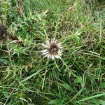 Carlina acaulisफूल