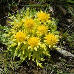 Sanicula arctopoides Blüte