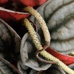 Peperomia caperata Flower