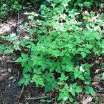 Geranium robertianum Habitat