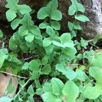 Lactuca muralis Feuille