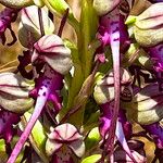 Himantoglossum calcaratum Blüte