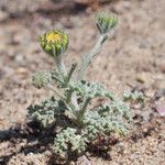 Chaenactis glabriuscula Flower