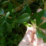 Zanthoxylum asiaticum पत्ता