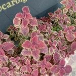 Plectranthus scutellarioidesبرگ