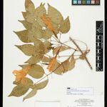 Pleonotoma melioides Cvet