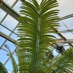 Cycas circinalis Leaf