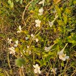 Barleria robertsoniae Vivejo