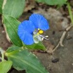 Commelina ensifolia 花