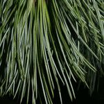 Pinus strobiformis Leaf