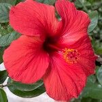 Hibiscus fragilisBlomst