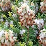 Erica erigena Flower