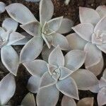 Graptopetalum paraguayenseLeaf