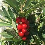 Daphne alpina Fruit