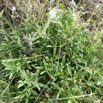 Silene nicaeensis Habit