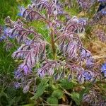 Borago officinalisKukka