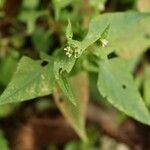 Persicaria nepalensis Λουλούδι