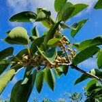 Ficus citrifolia Фрукт