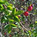 Rosa caninaПлод