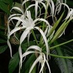 Hymenocallis tubiflora Flower