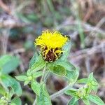 Pentanema squarrosum Flower