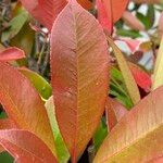 Photinia serratifolia Blad