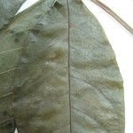 Cochlospermum orinocense മറ്റ്