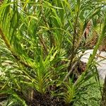 Grammatophyllum speciosum Lapas