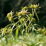 Bidens radiata Otro